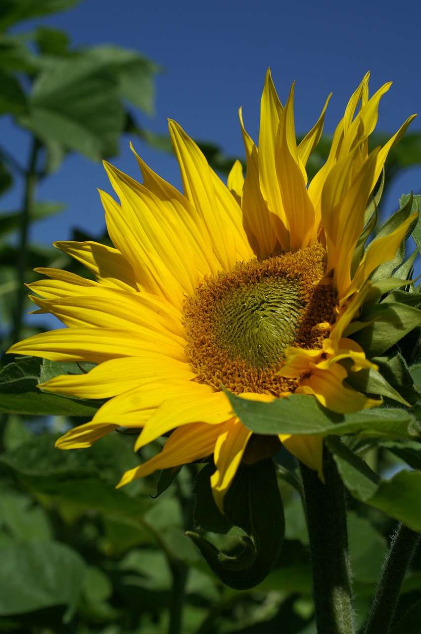 Image - summer sun flower plant blue