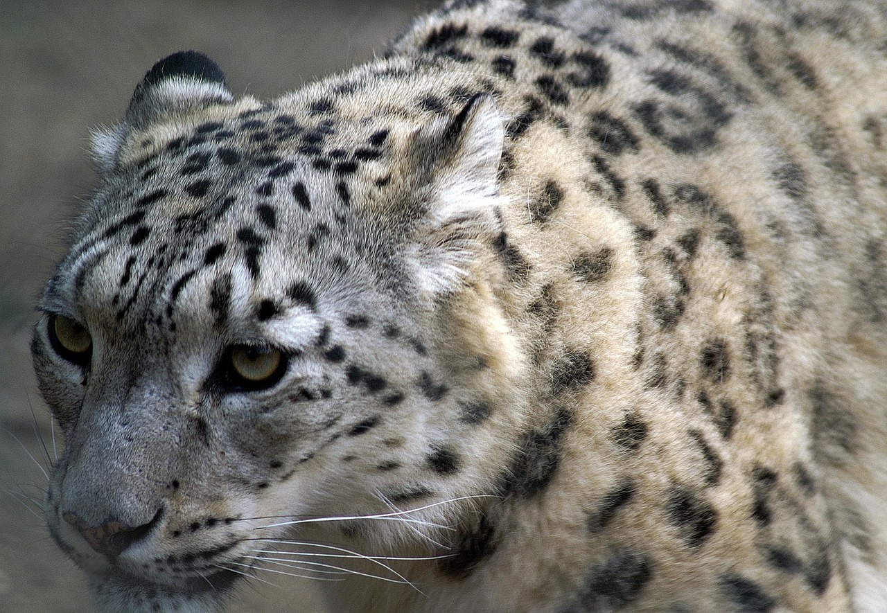 Image - snow leopard close profile cat