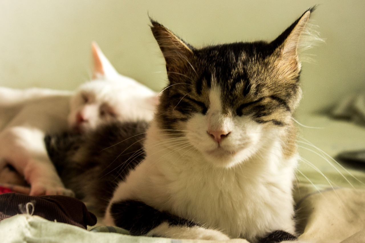 Image - cats cuteness feline animal gata
