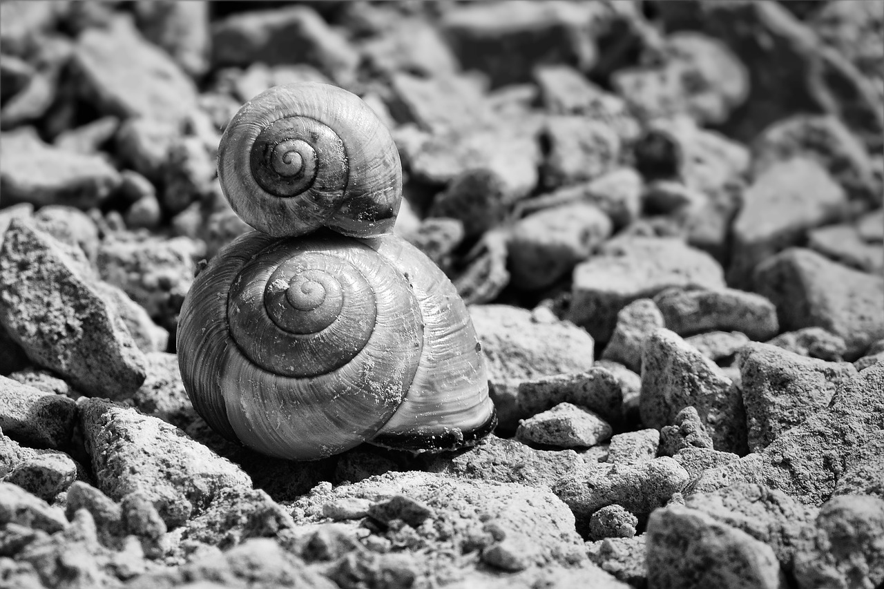 Image - snails shell snail shells