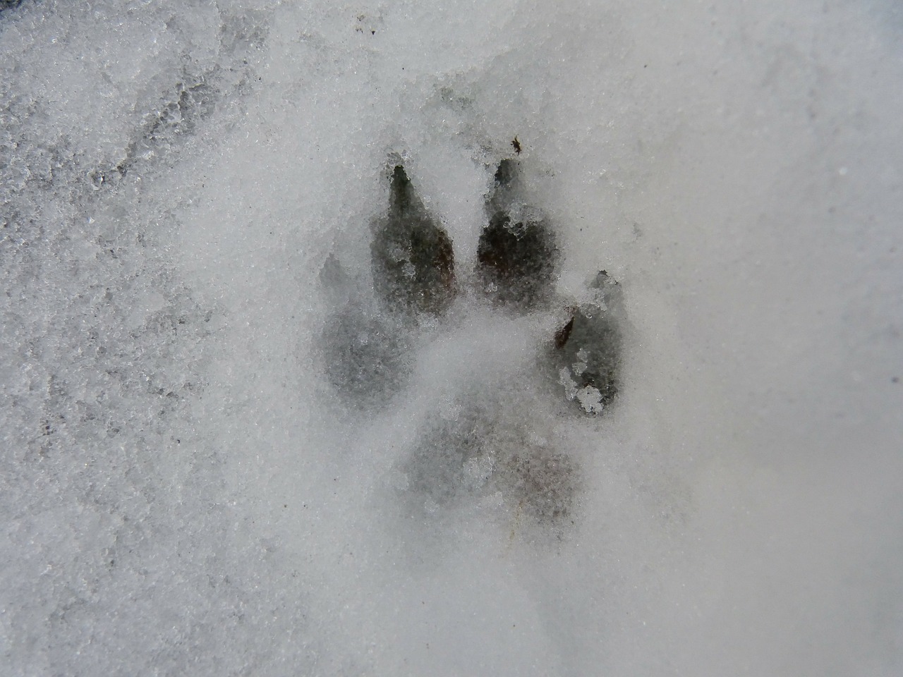 Image - snow track reprint dog wolf claw