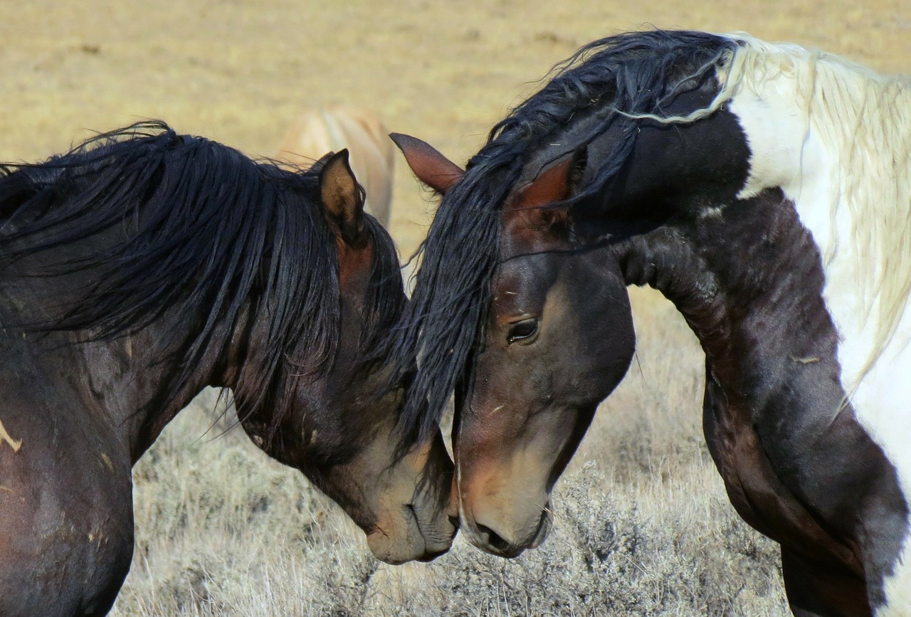 Image - wild horses wyoming wild mustangs