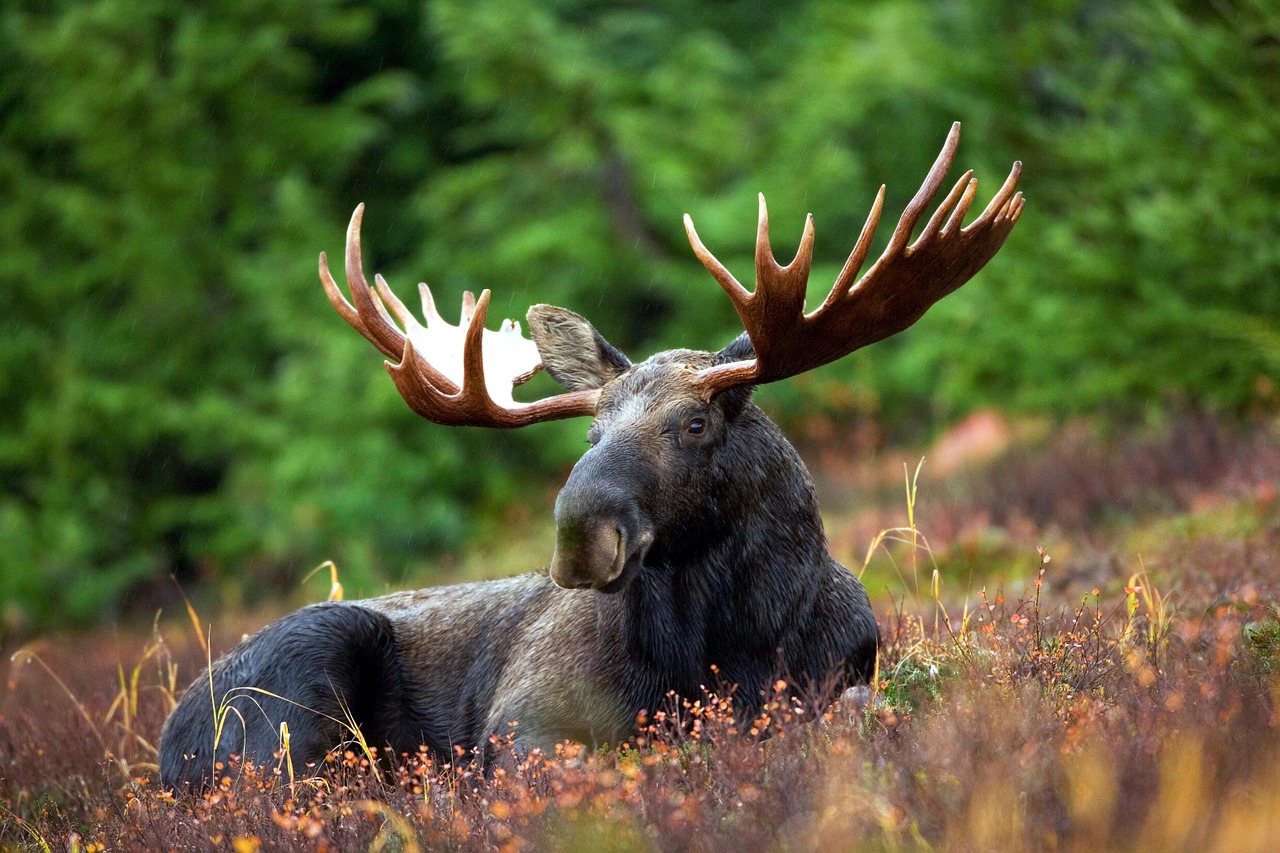 Image - moose moose rack male bull animal