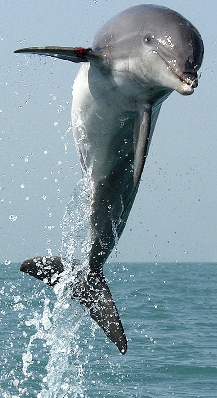 Image - dolphin jumping leaping swimming