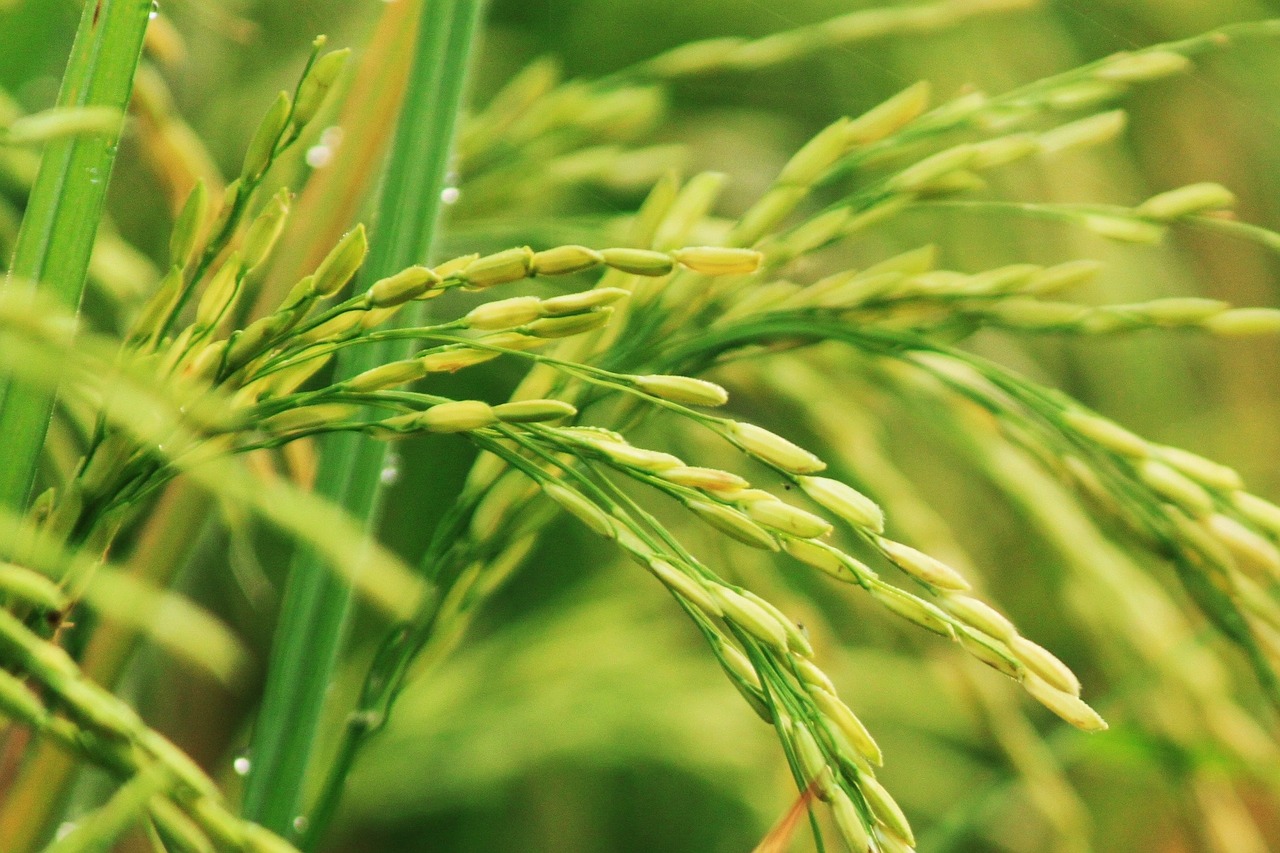 Image - padi field indonesian rice plant