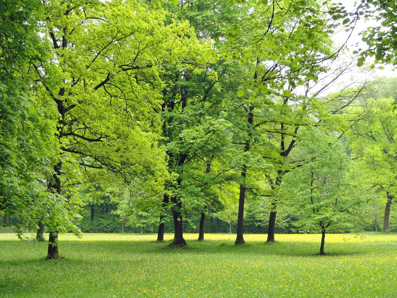 Image - germany nature trees foliage woods