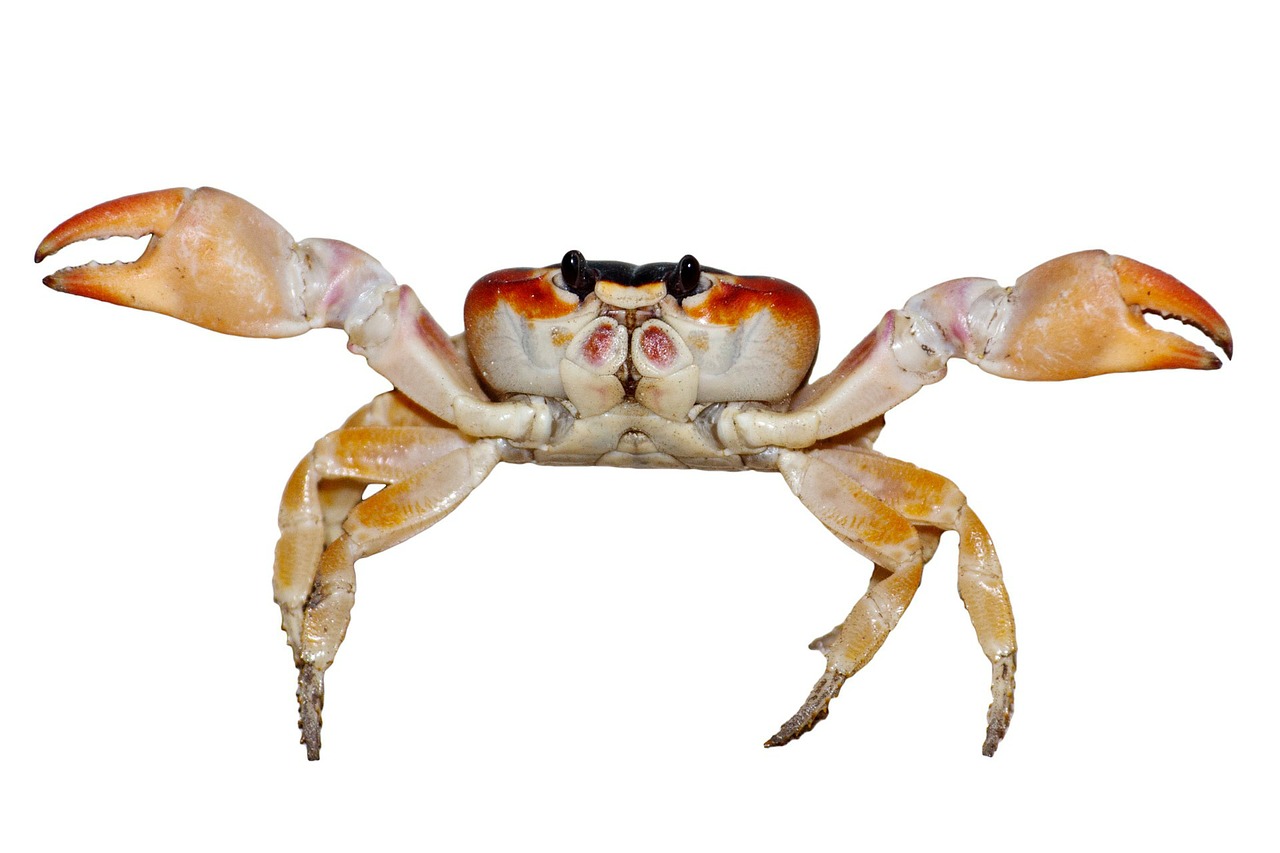 Image - animal aquatic clamp claw crab