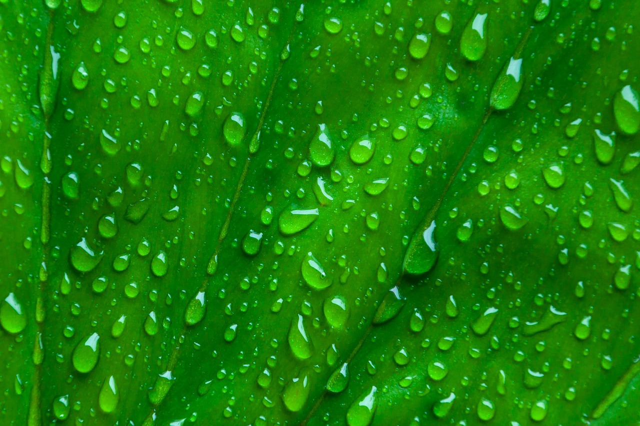 Image - macro leaf green background water