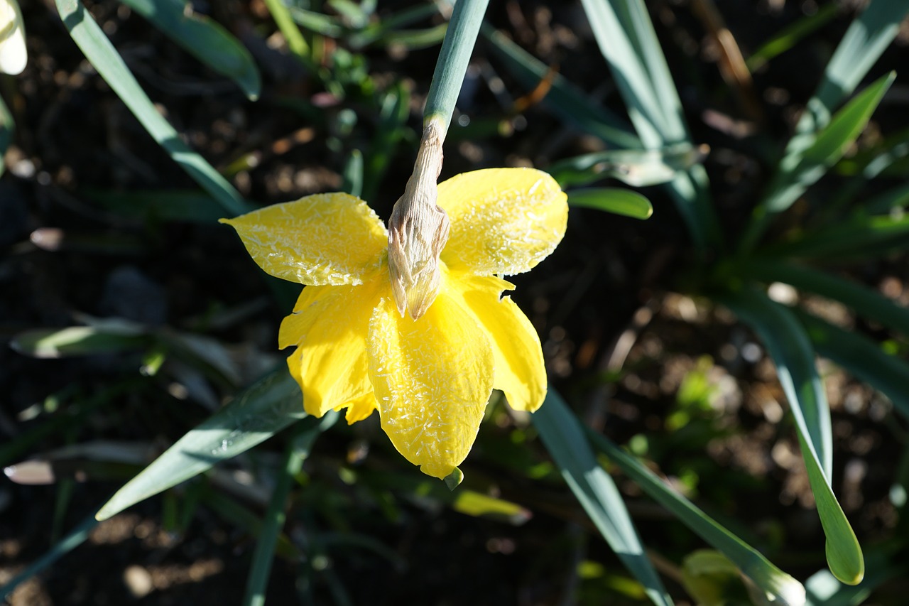 Image - daffodils flower yellow macro