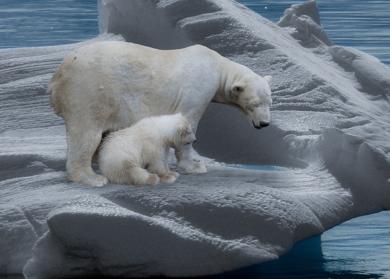 Image - polar bear polar bears predator