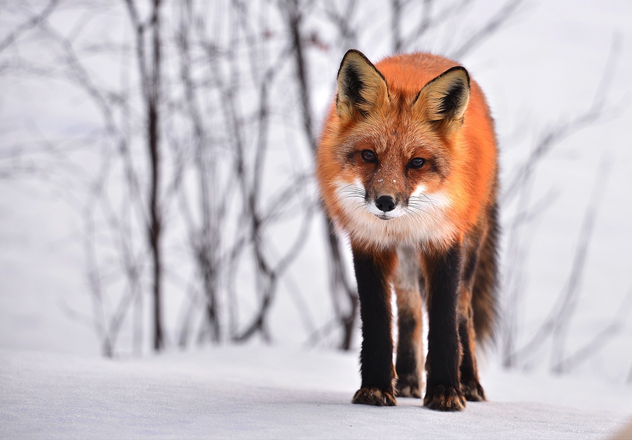 Image - fox animal nature winter fauna