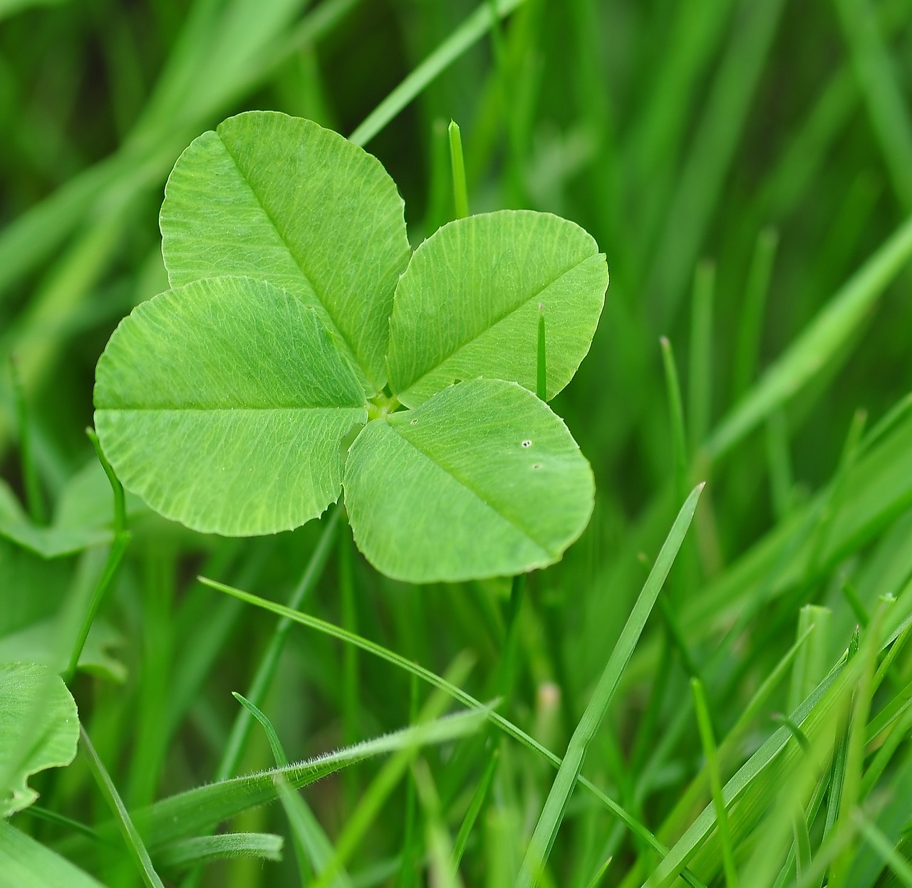 Image - four leaf clover luck clover klee