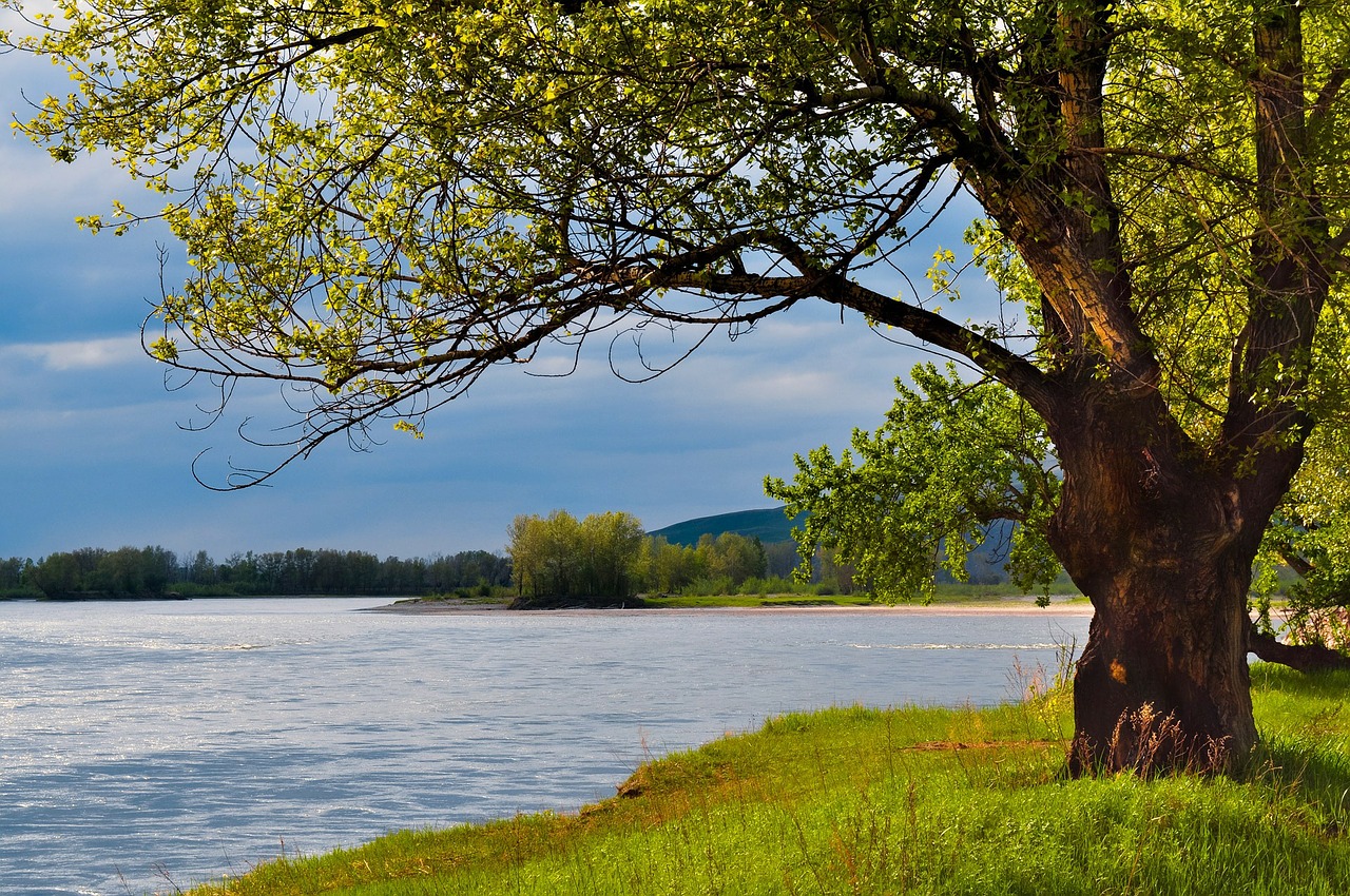 Image - river sunset night trees nature