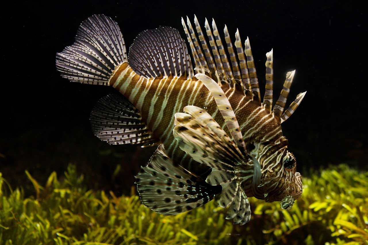 Image - lionfish aquarium sealife tropical