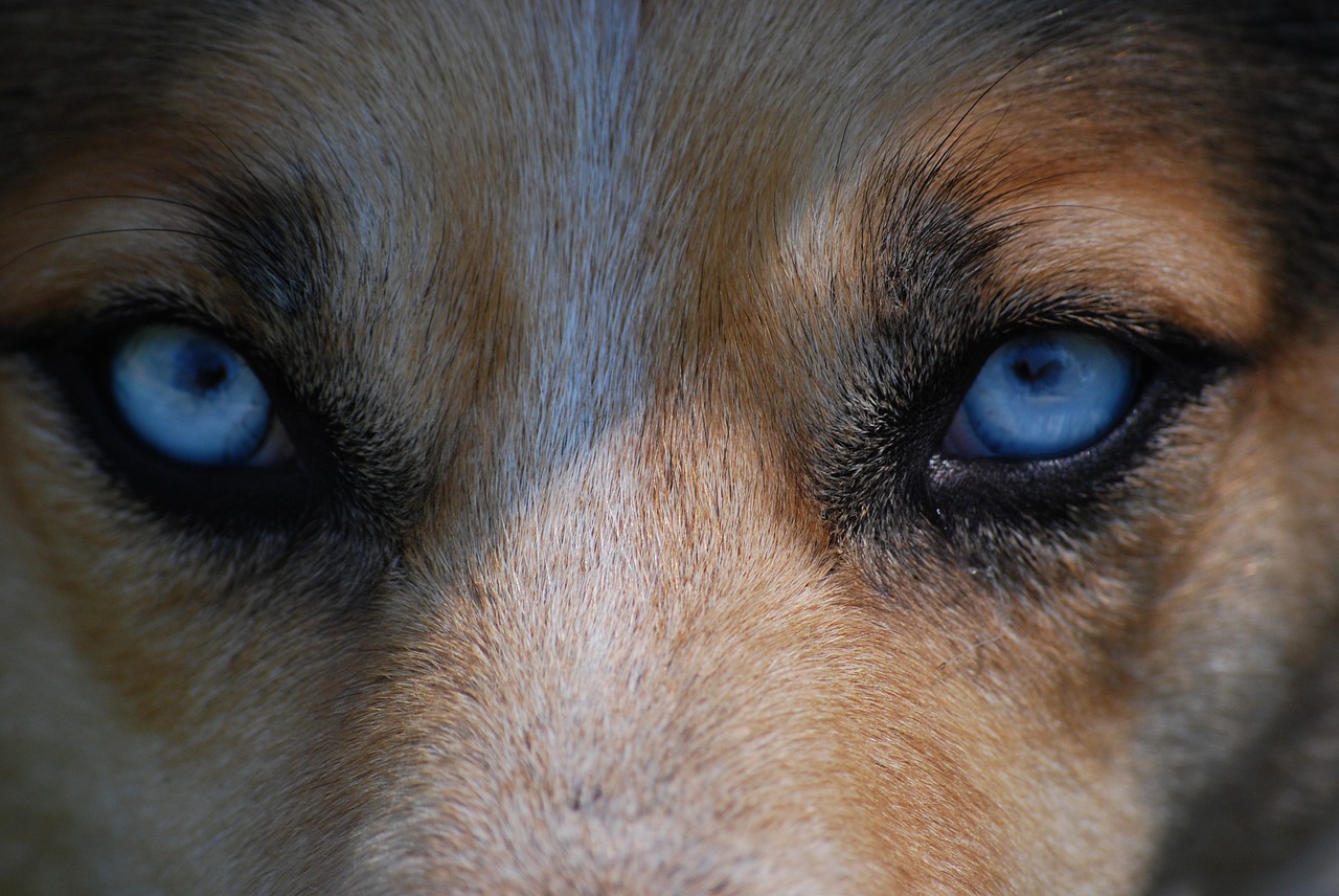 Image - eyes animal nature dog blue