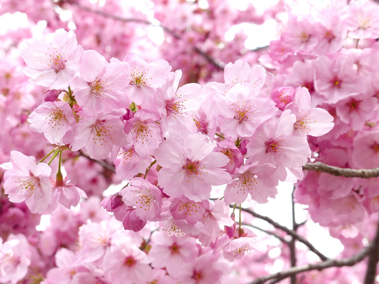 Image - sakura cheery blossom sky spring