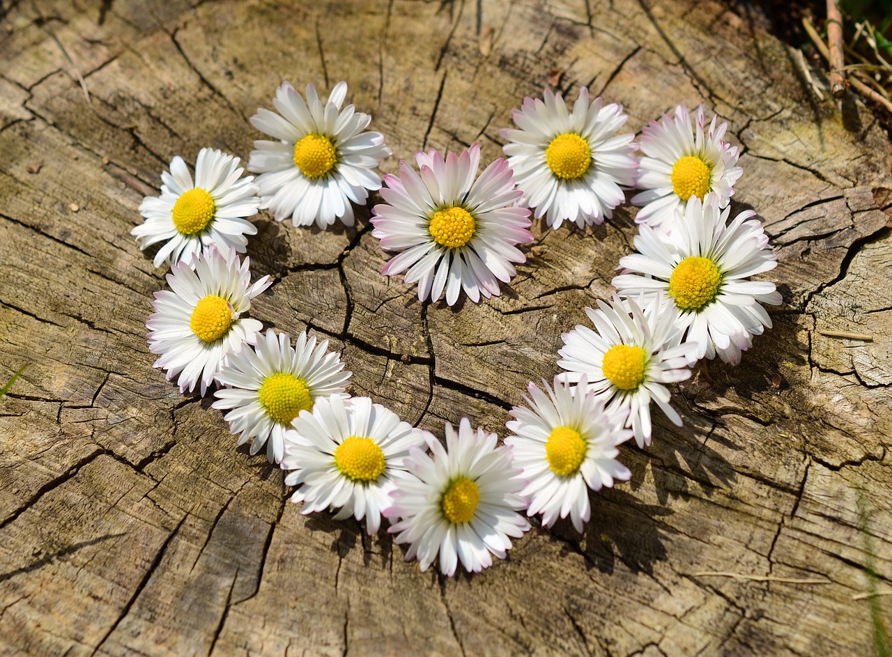 Image - daisy heart flowers flower heart