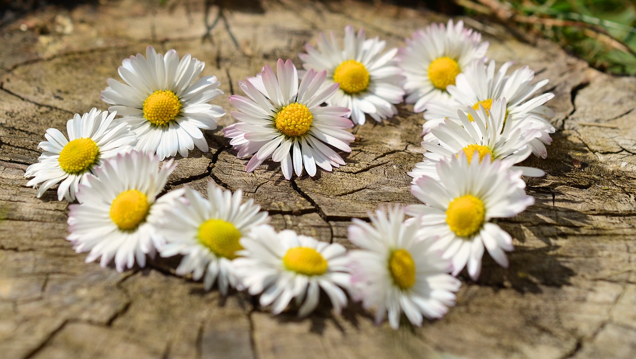 Image - daisy heart flowers flower heart