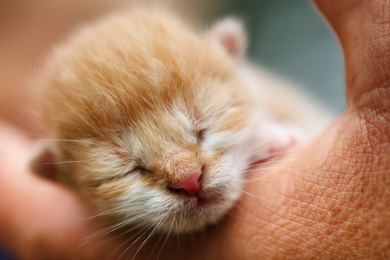 Image - adorable animal baby cat cute