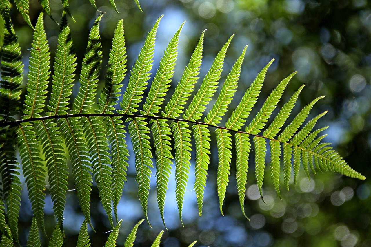 Image - green fern leaf natural