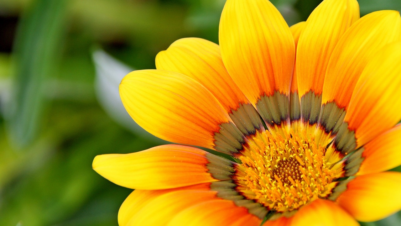 Image - yellow natural flower