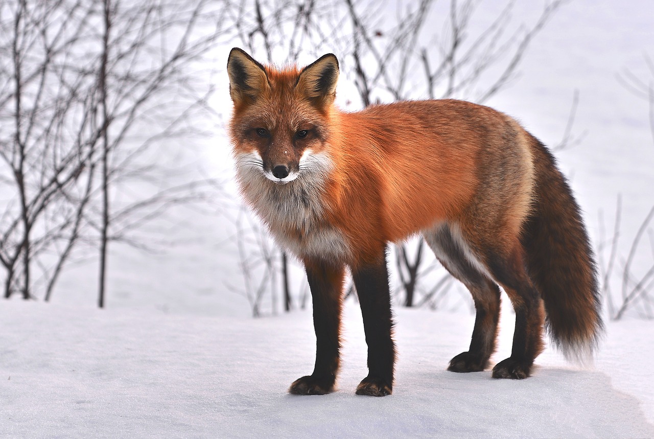 Image - fox nature animals roux fauna