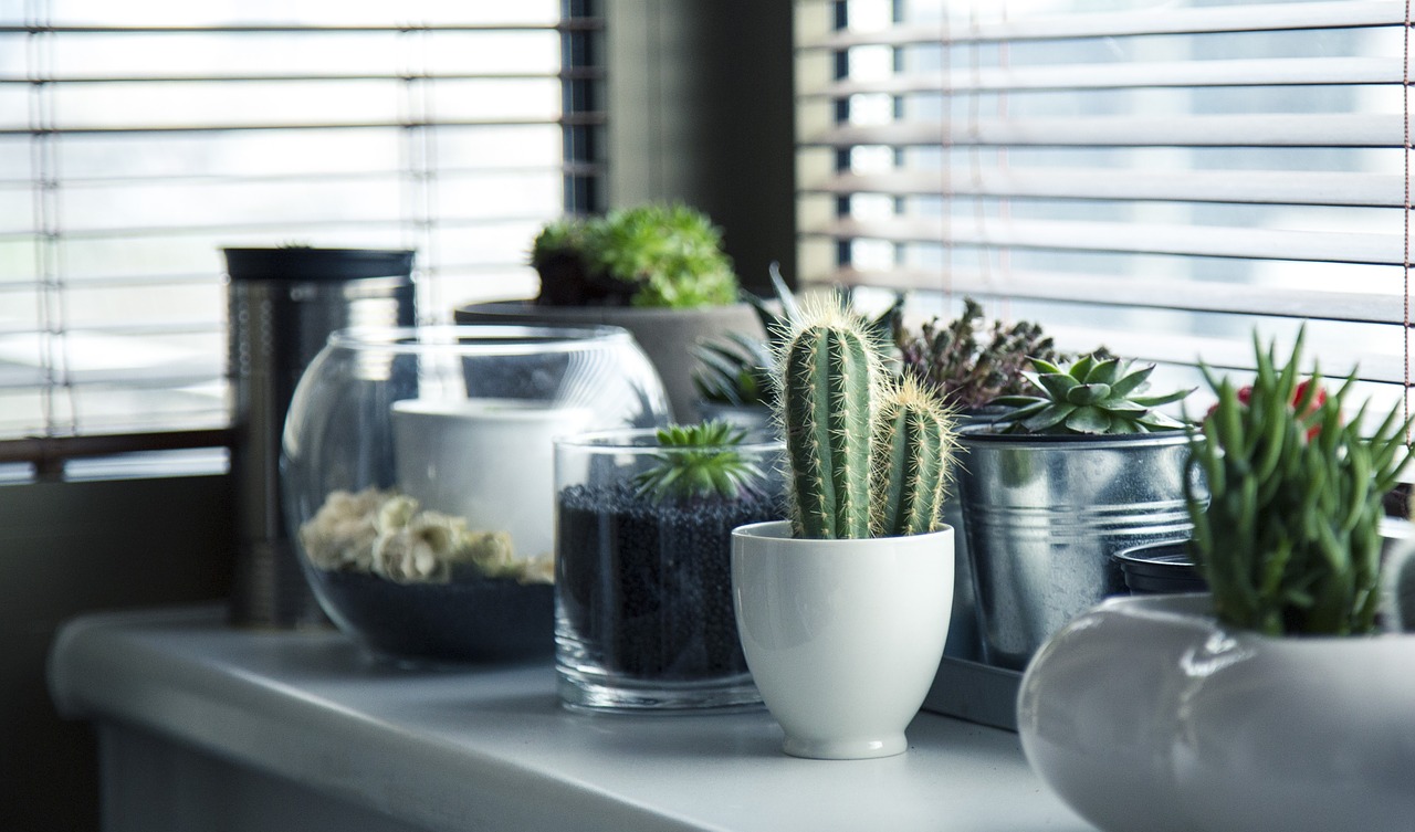 Image - pots plants cactus succulent shelf