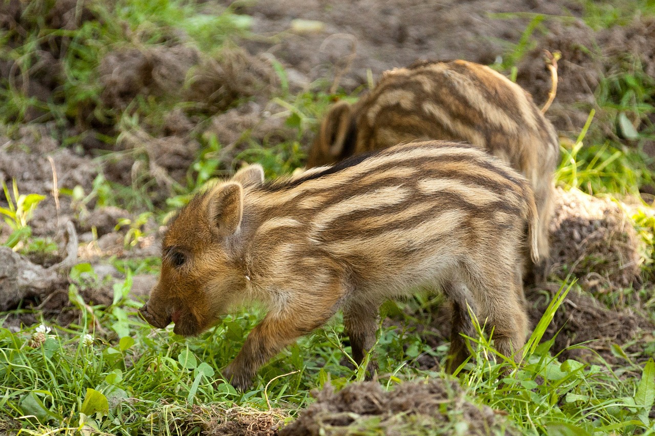 Image - animal baby boar brown cute fur