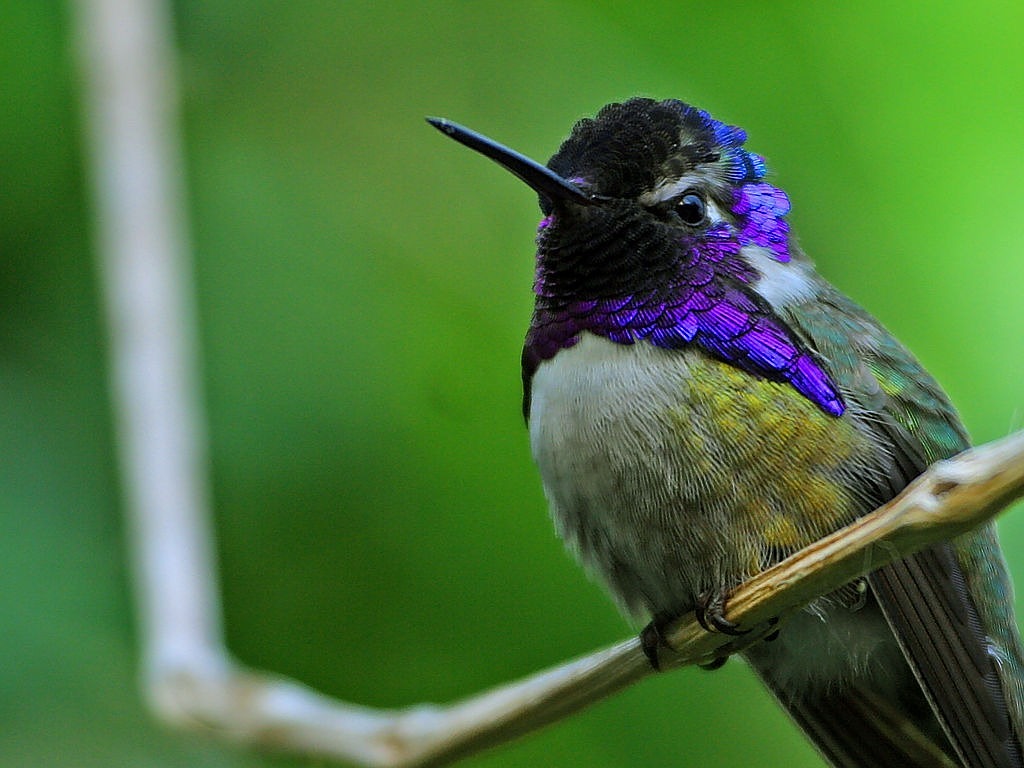 Image - hummingbird bird violet head elf