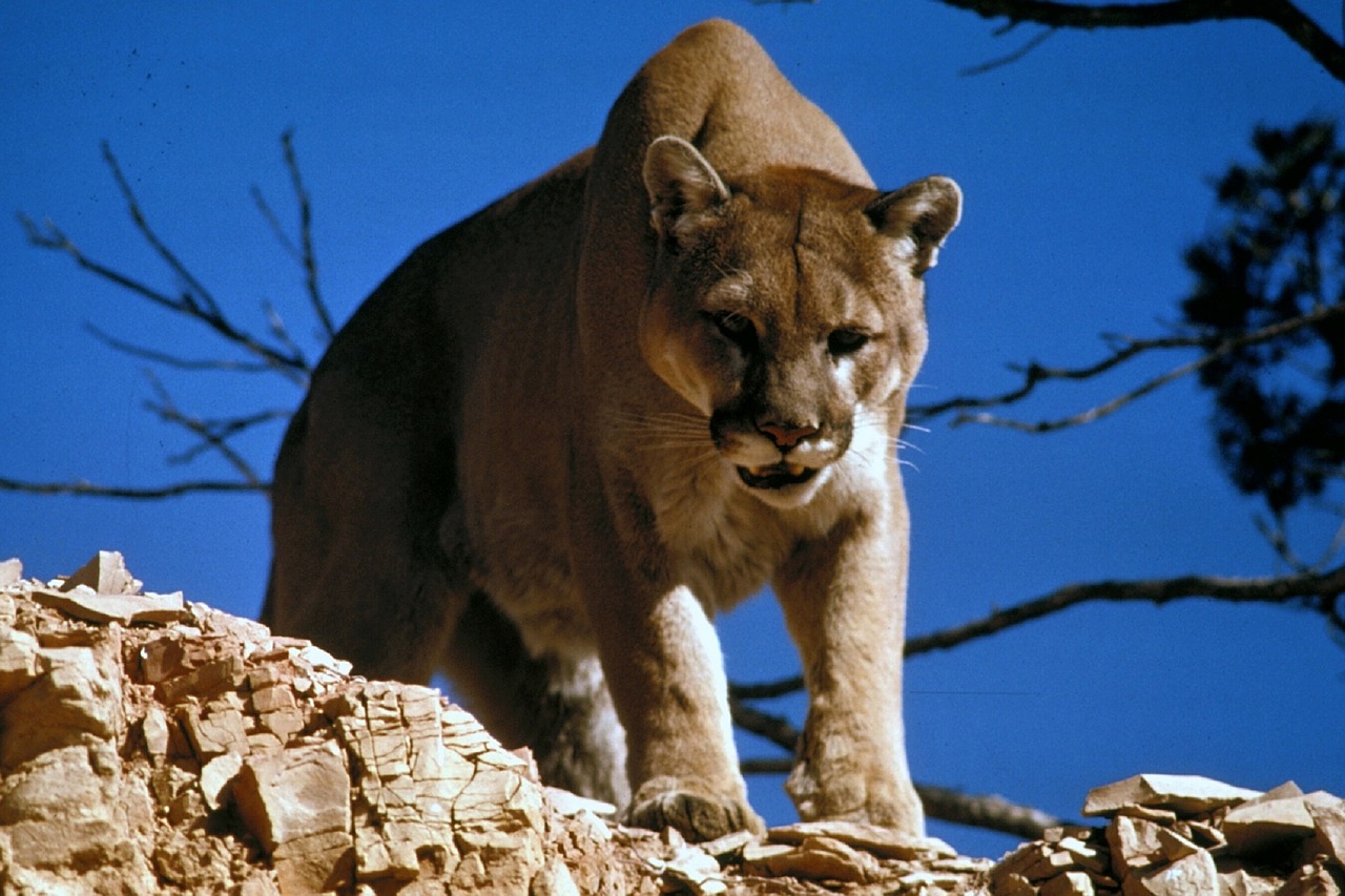 Image - cougar puma mountain lion predator