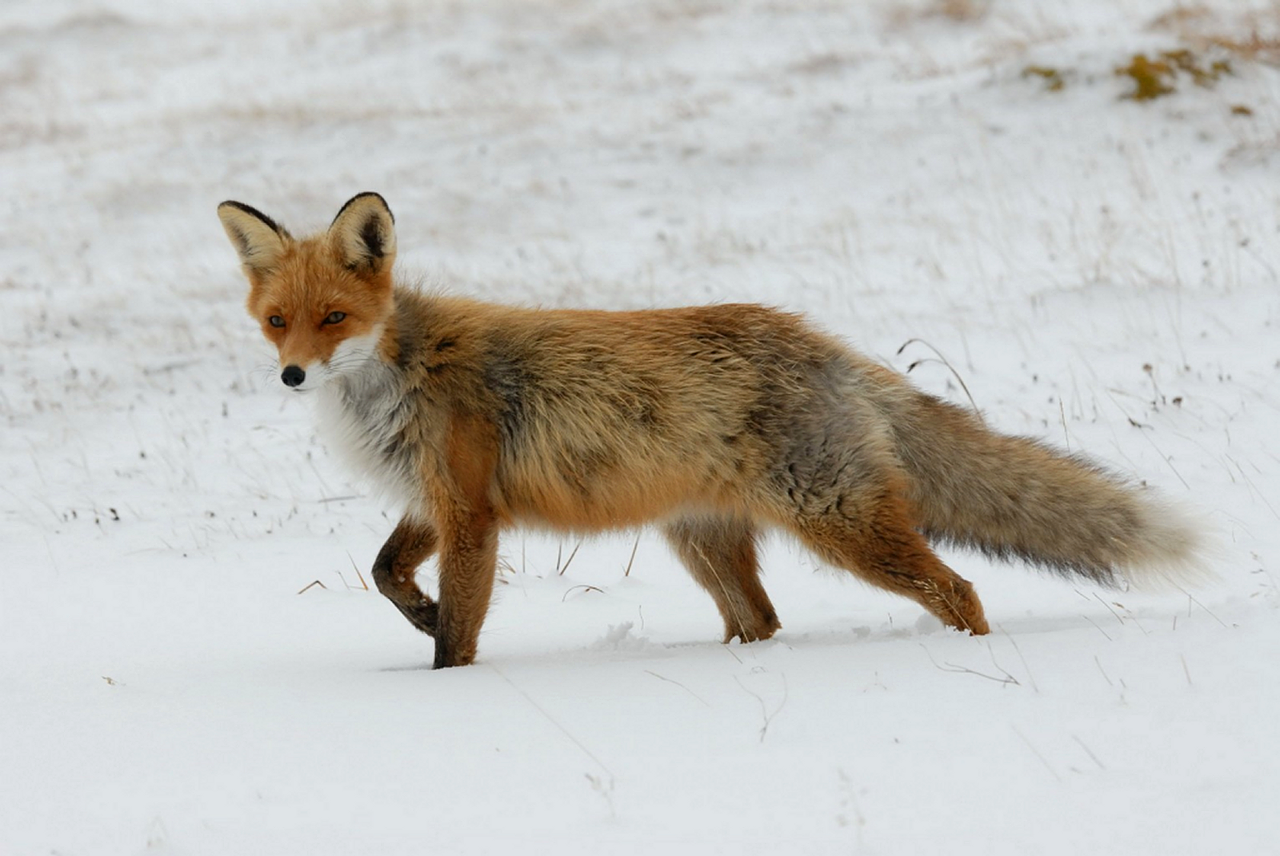 Image - fox red redfox whiskers animal