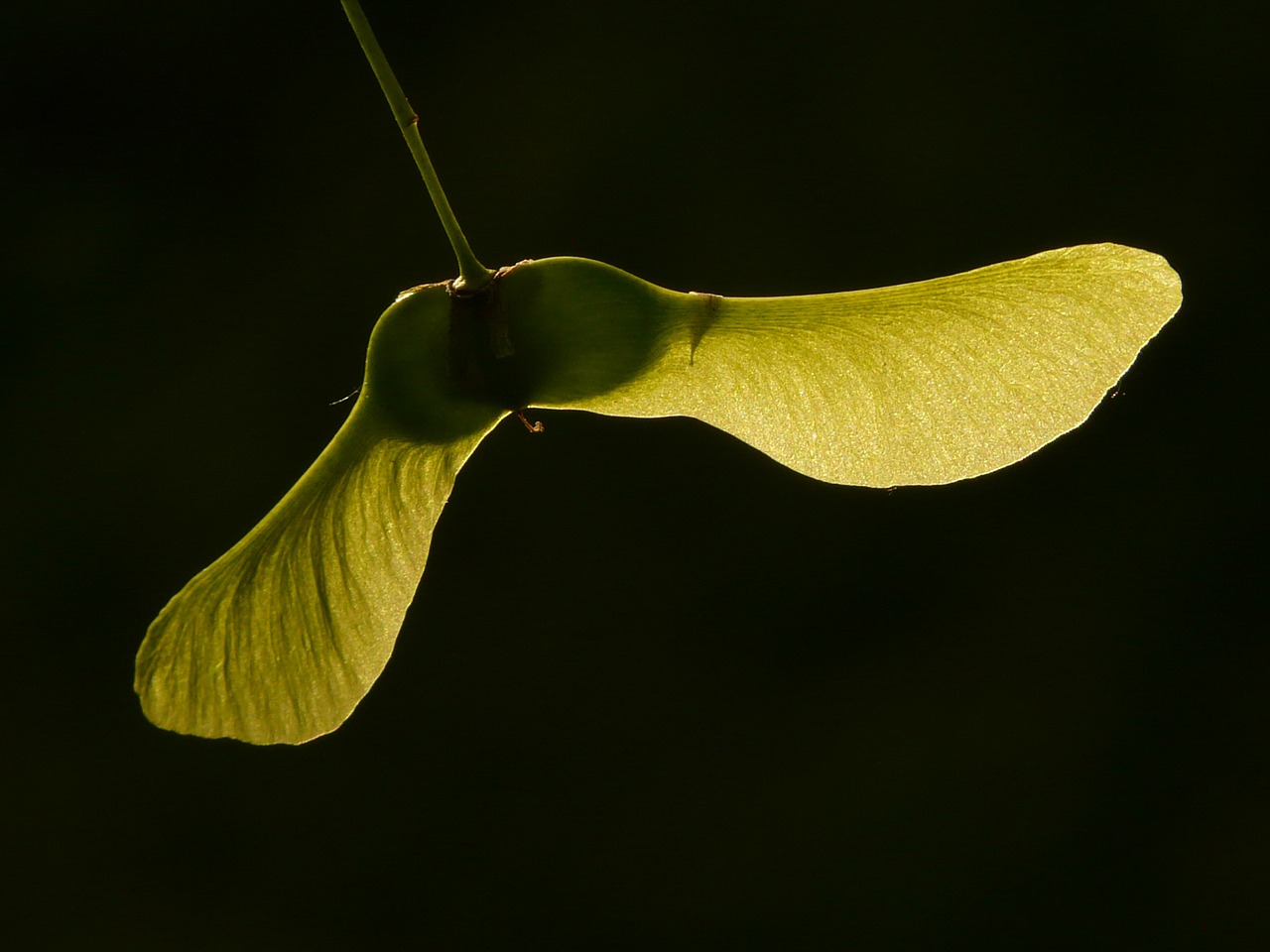 Image - maple fruit maple tree green