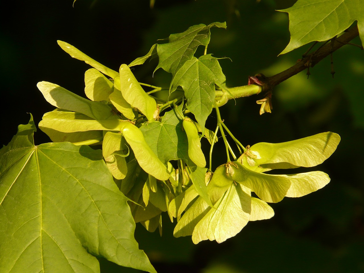 Image - maple fruit maple tree green