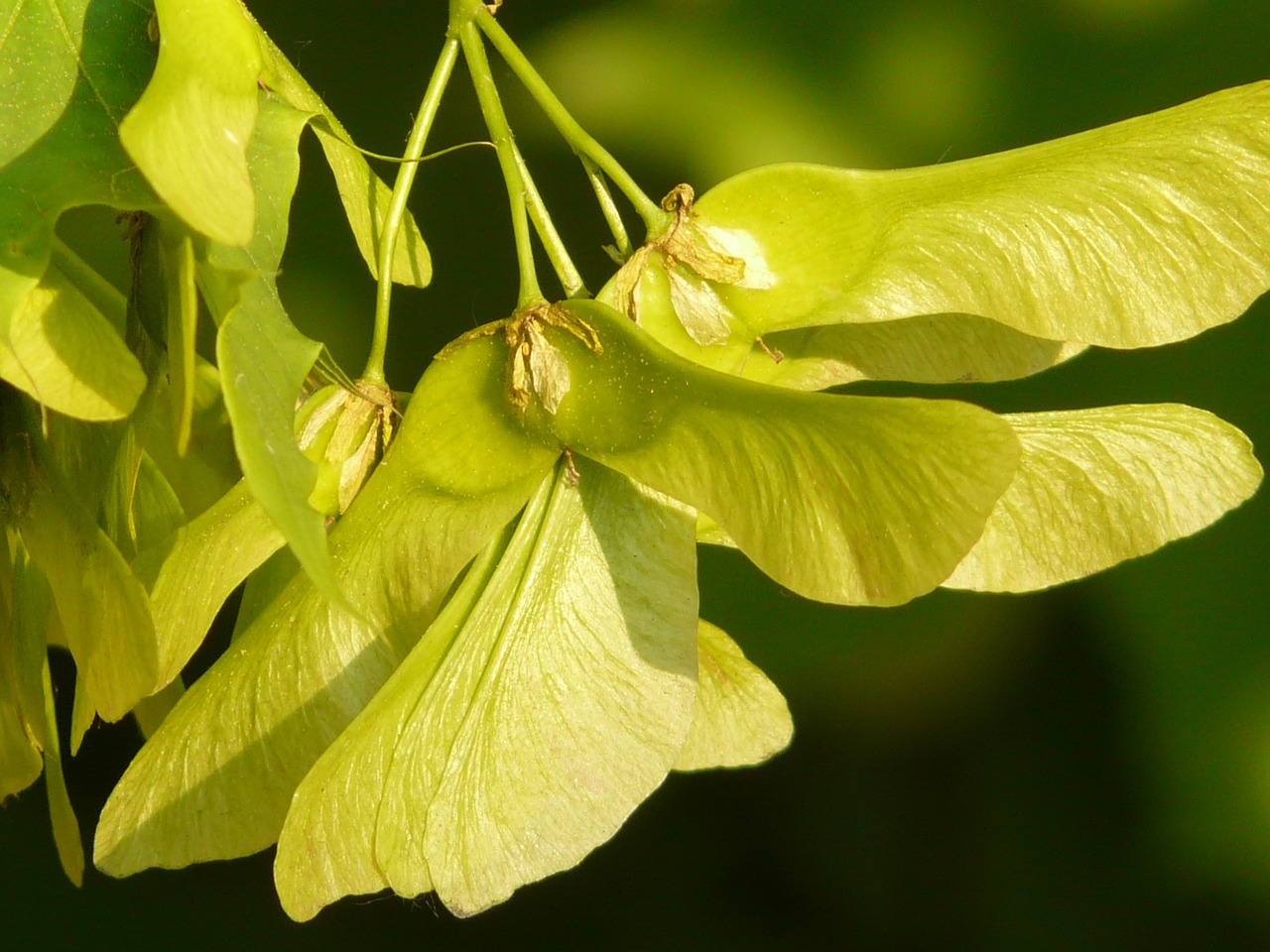 Image - maple fruit maple tree green