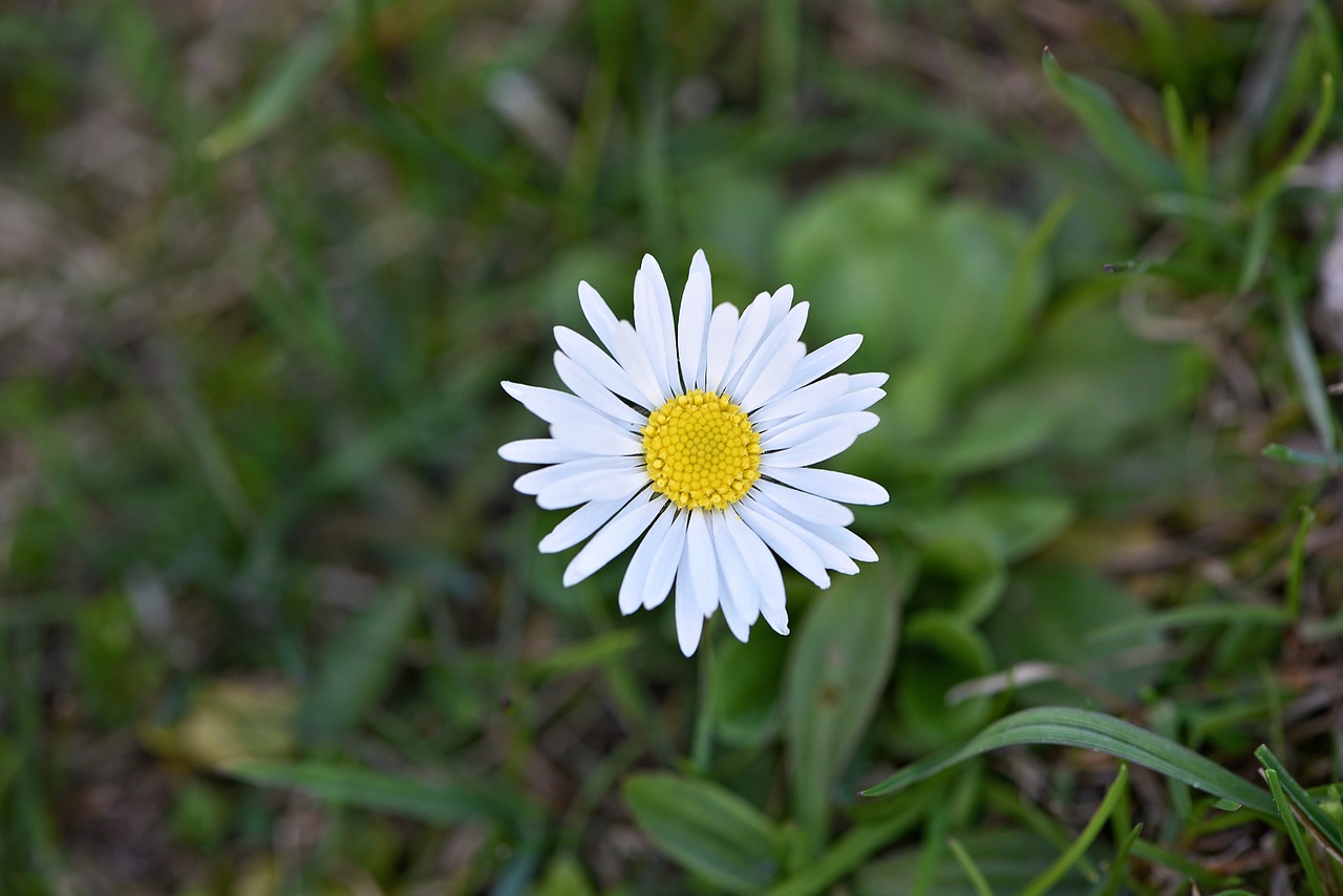Image - daisy flower white pointed flower