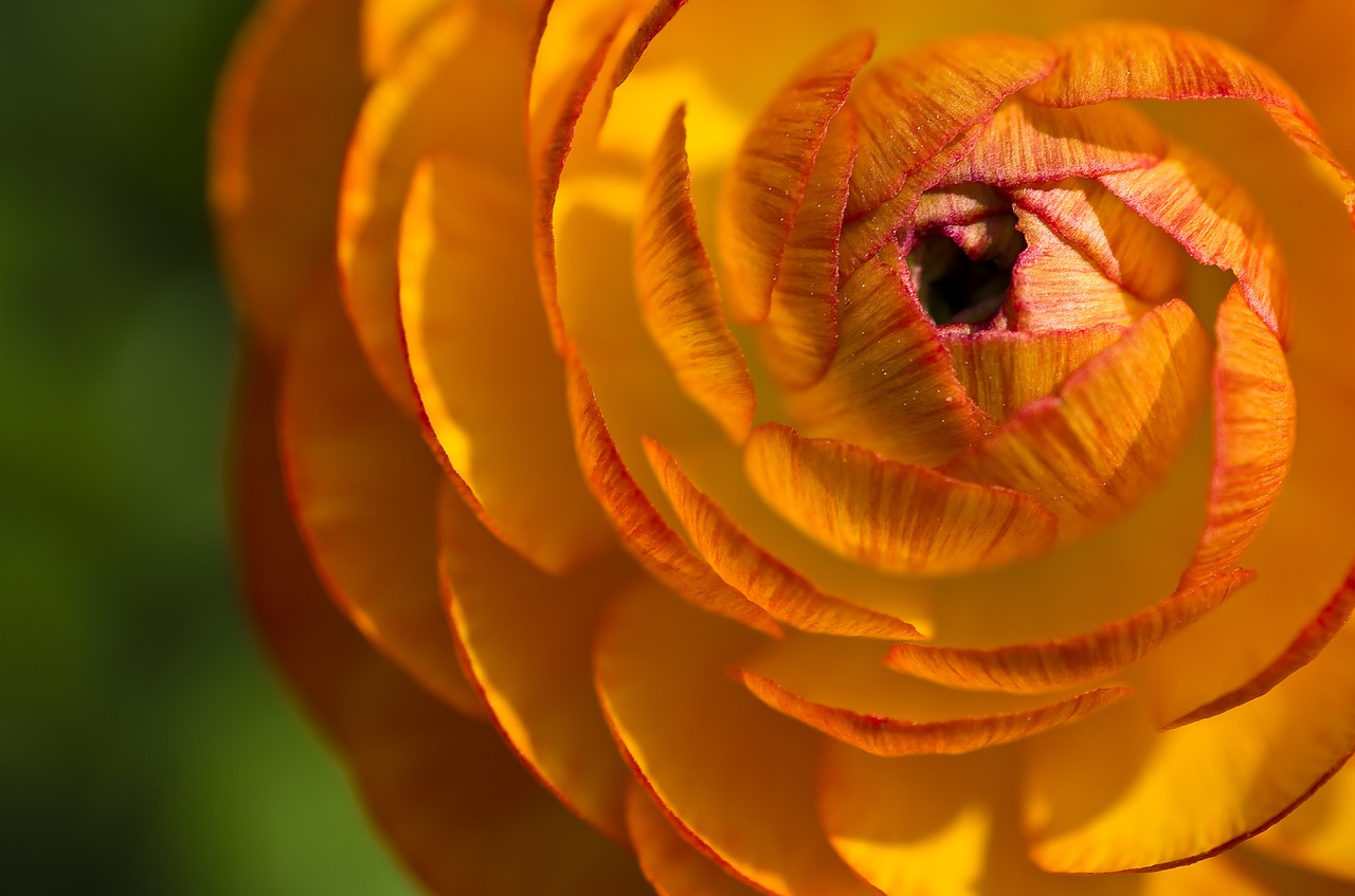 Image - ranunculus flower blossom bloom