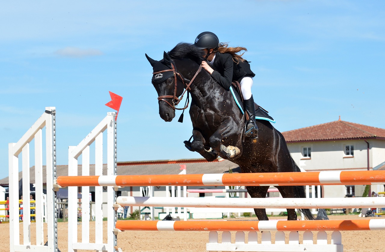 Image - horse horseback riding