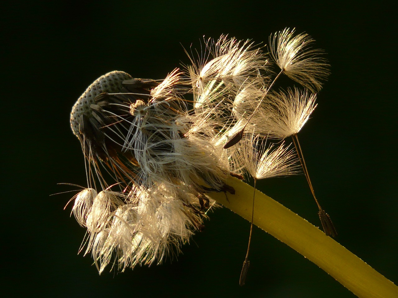 Image - dandelion seeds flower meadow