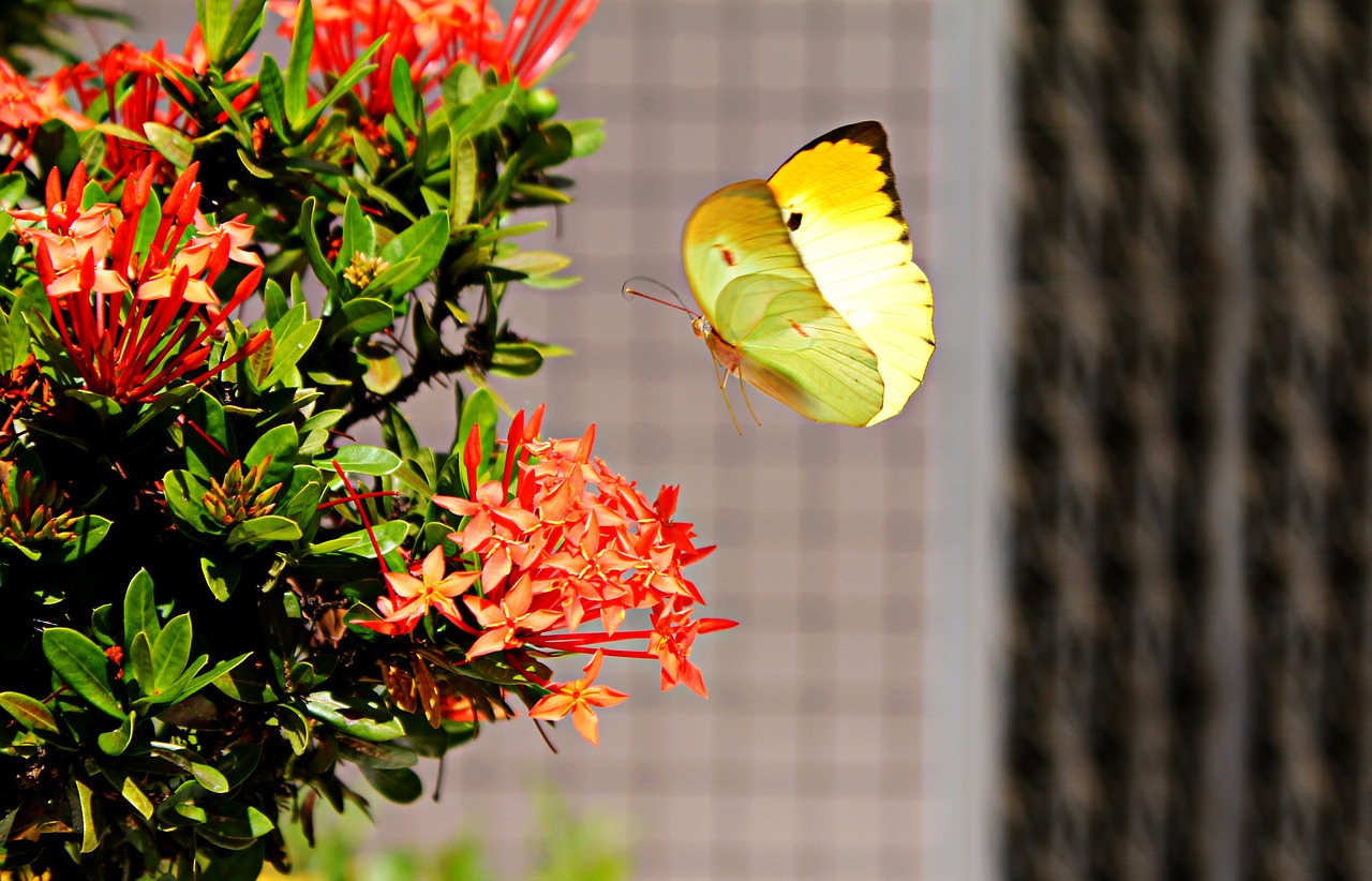 Image - brimstone butterfly fly land wings