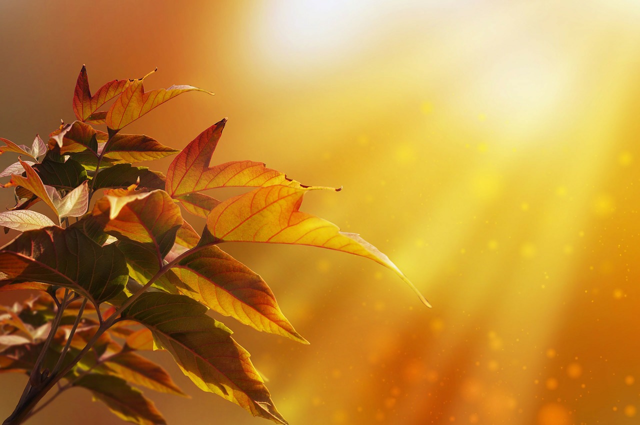 Image - background maple leaves autumn