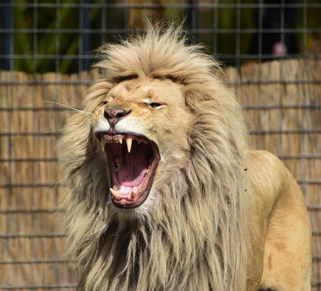 Image - lion panthera leo lioness