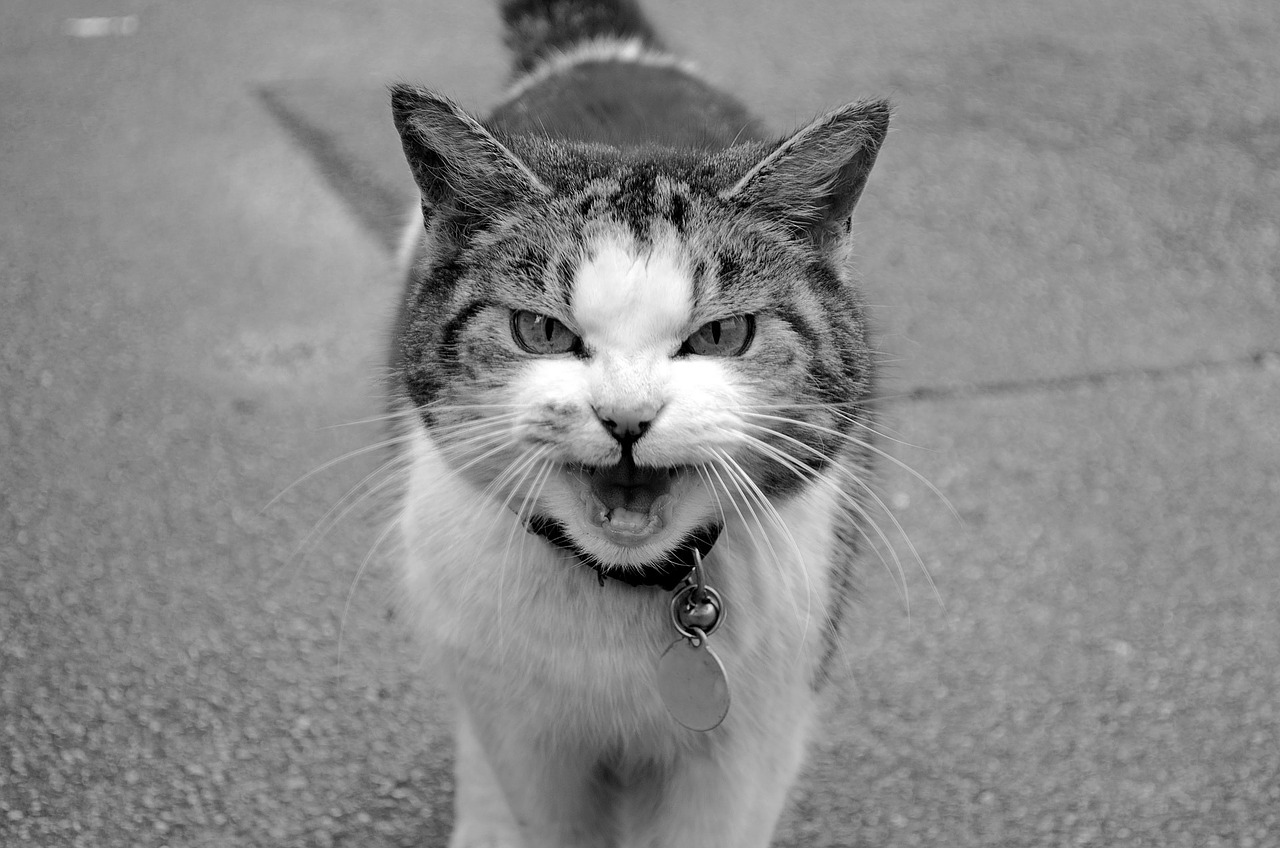 Image - animal attention background cat
