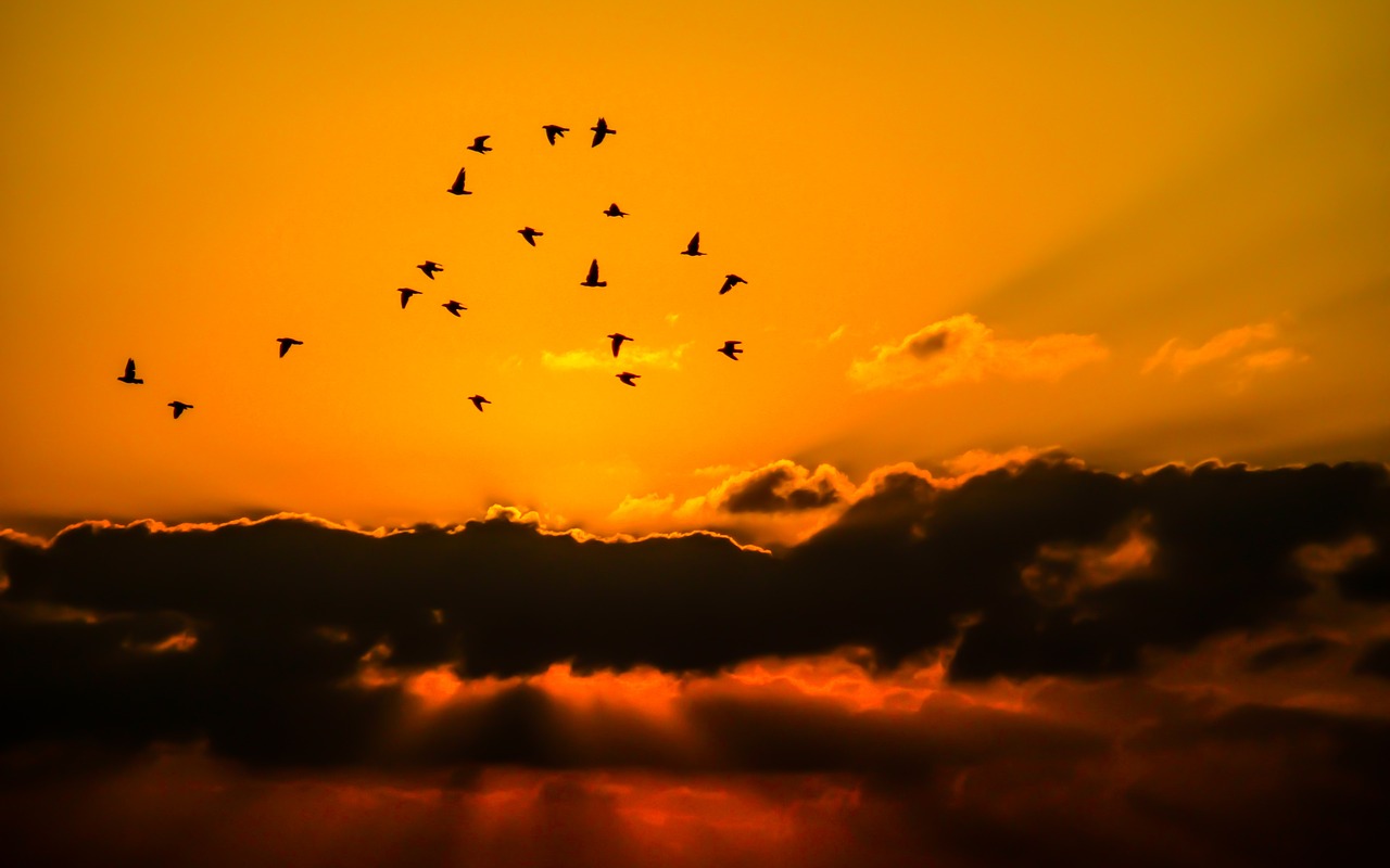 Image - sky birds cloud orange nature