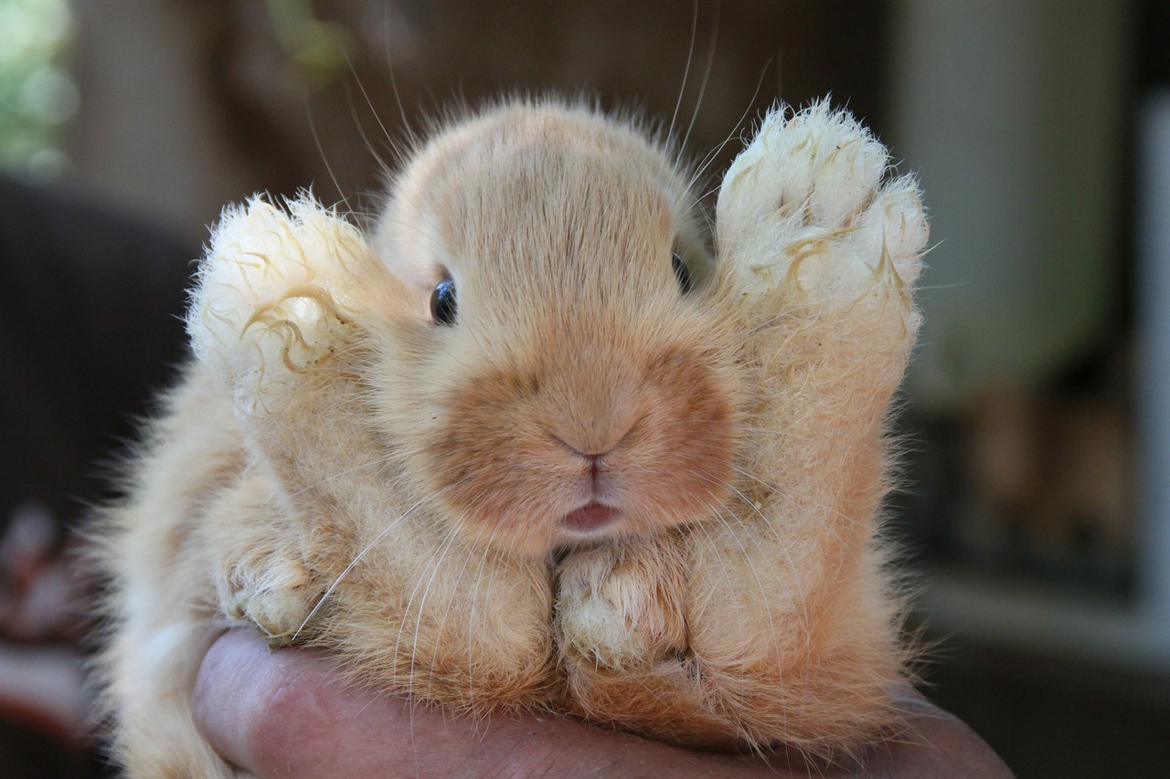 Image - rabbit baby hair cute animal