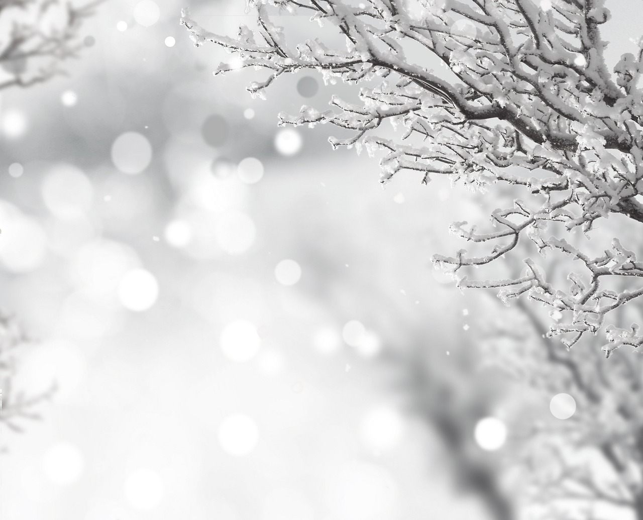 Image - snow tree abdel rahman sparkle