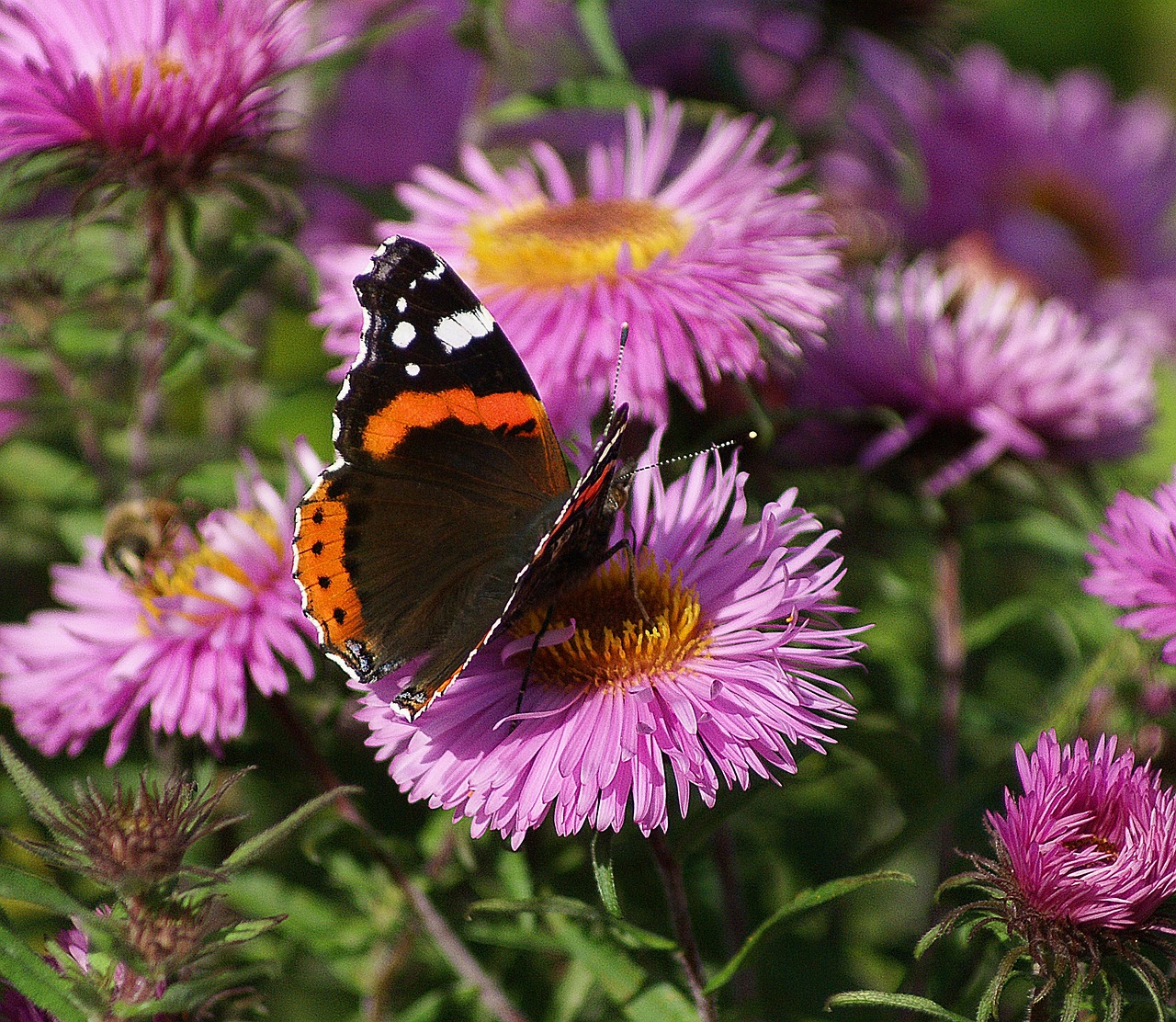 Image - butterfly astra rusalka garden
