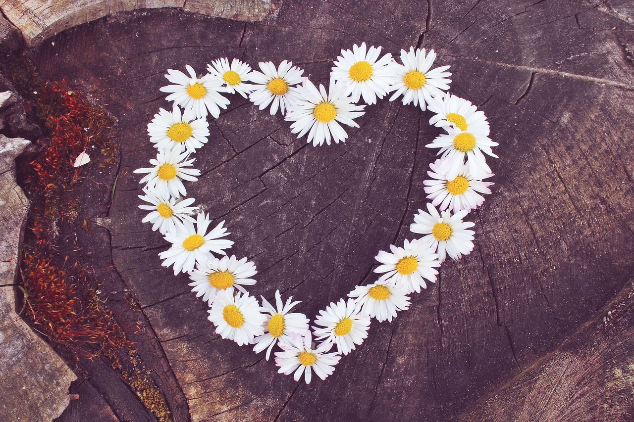 Image - daisy heart flower heart