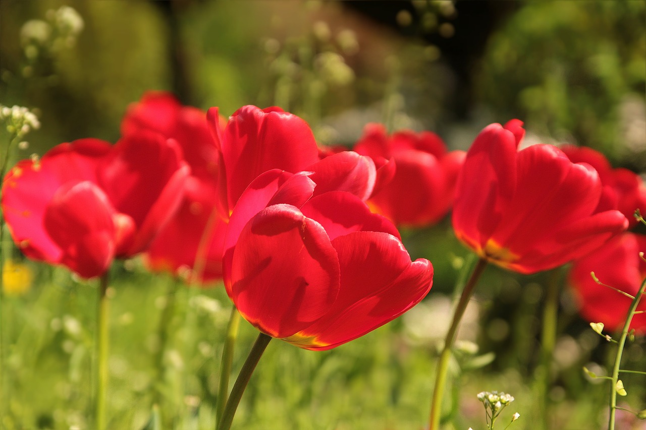 Image - flower tulips red spring sun