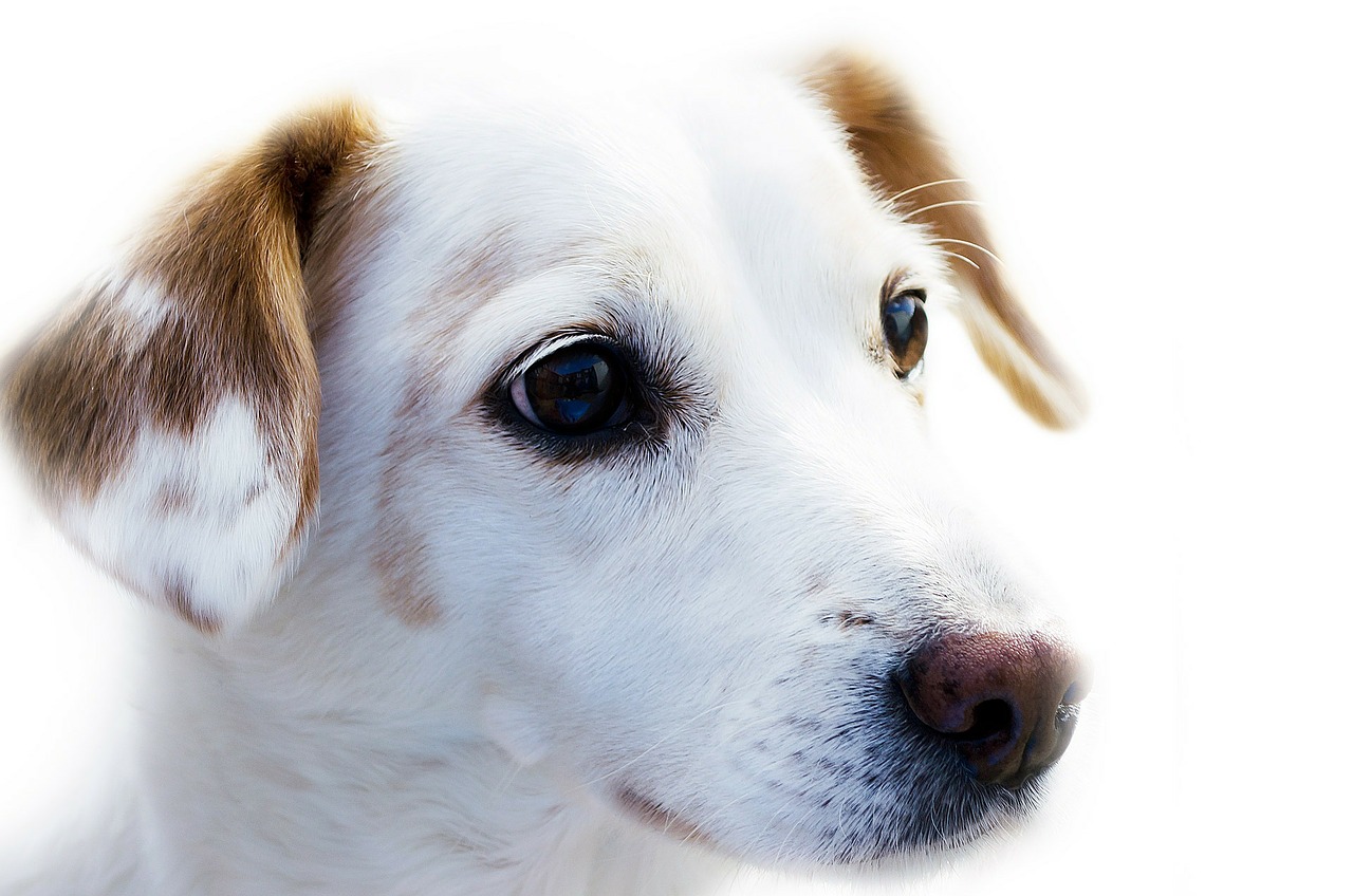 Image - dog animal friend loyalty