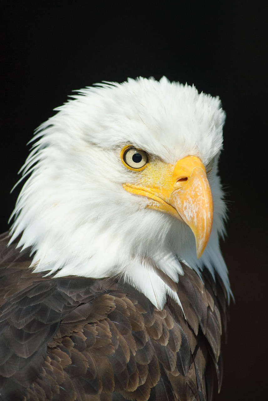 Image - bald eagle adler bird of prey